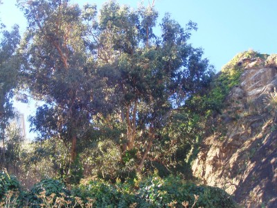 Quarried Telegraph Hill with nonnative plants. Photo by Jym Dyer.