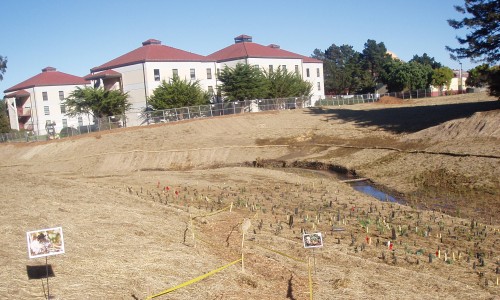 Native plants at Tennessee Hollow in the Presidio. Photo by Jym Dyer.