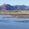 Crissy Field lagoon.