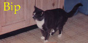 Bip