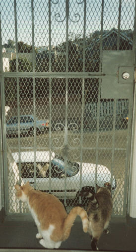 Kemo and Sigh Trapped Indoors