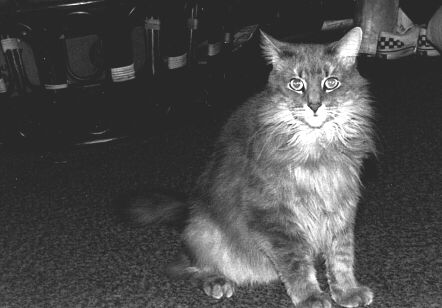 Pooky in Lowell, Early 1988