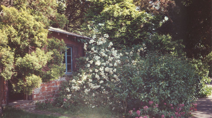 Berkeley rosebush.